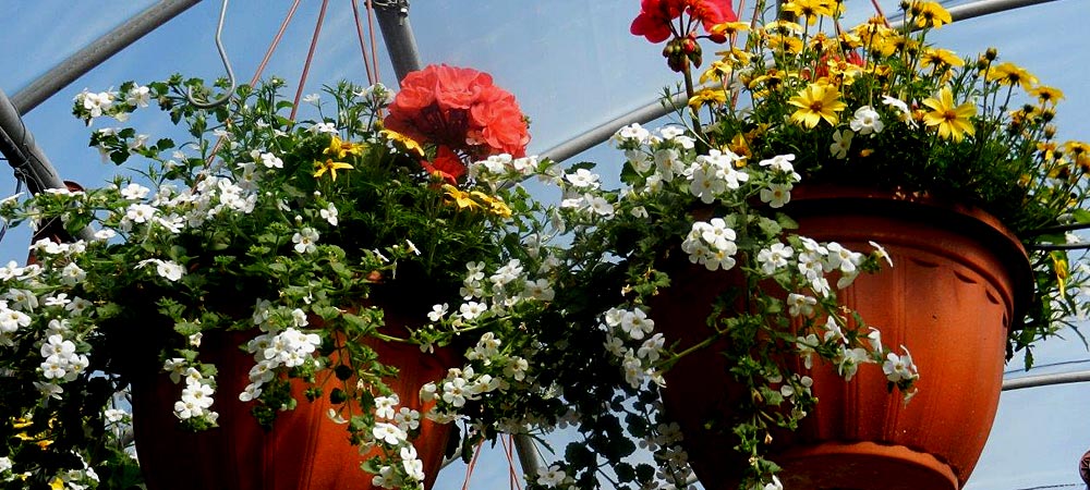 Hanging Plants